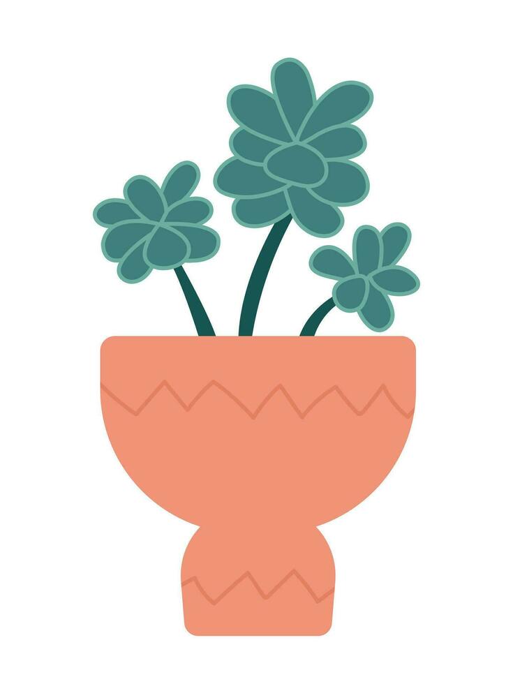 Pachyphytum flower in ceramic pot vector illustration.  Pachyphytum home plant isolated