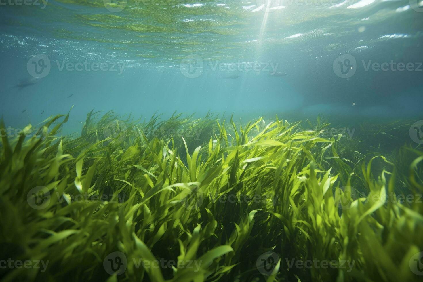 AI generated Underwater view of a group of seabed with green seagrass. AI Generated photo