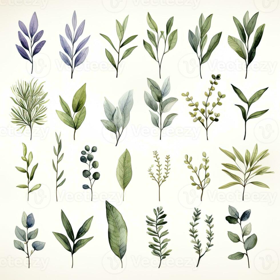 AI generated Collection of watercolor herbs clipart on white background. AI Generated photo