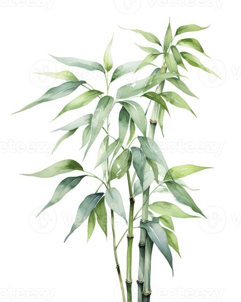 AI generated Watercolor bamboo clipart isolated on white background. AI Generated photo