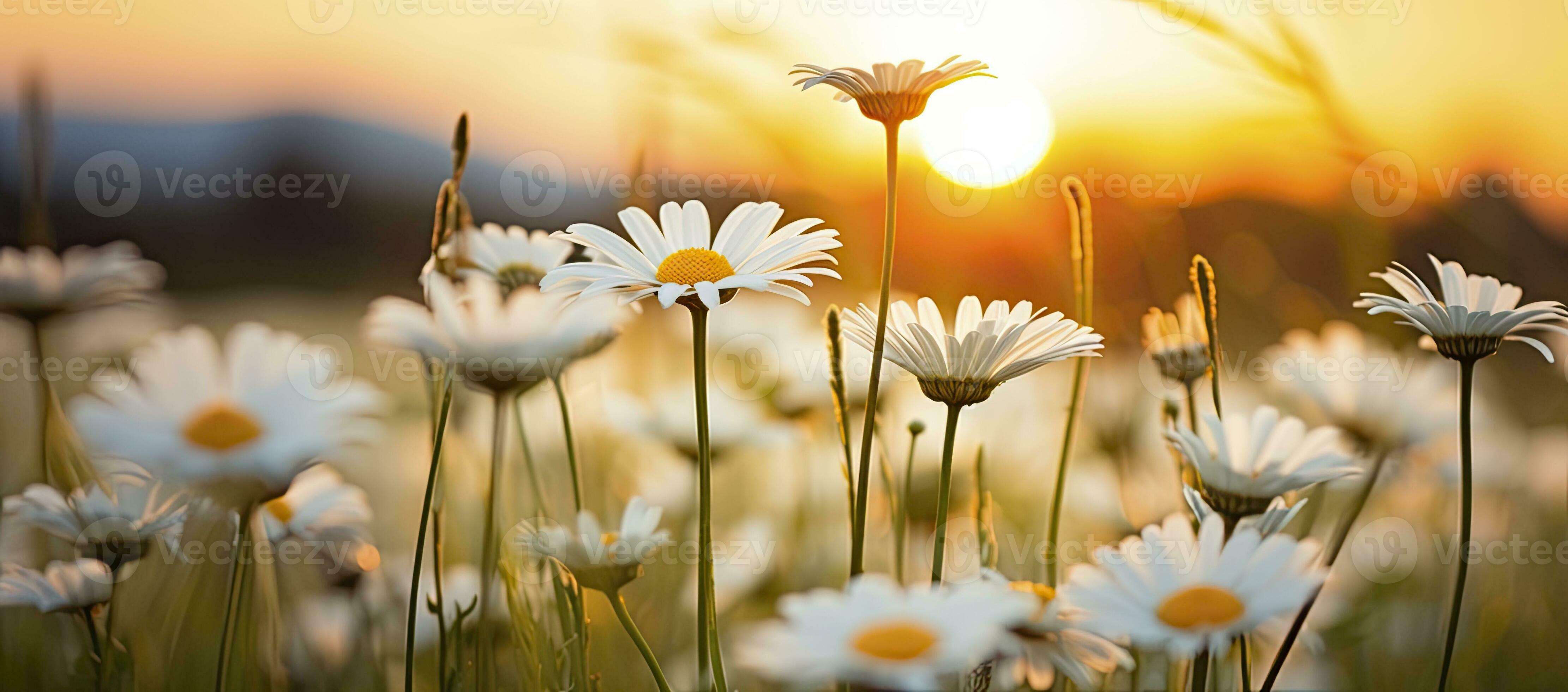 The Mysterious Case Of The Leaking Daisy Blooms! - 8bqk0ug