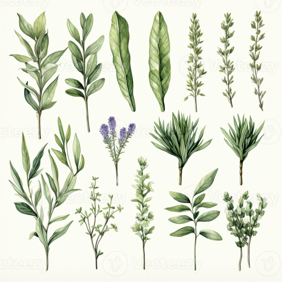 AI generated Collection of watercolor herbs clipart on white background. AI Generated photo