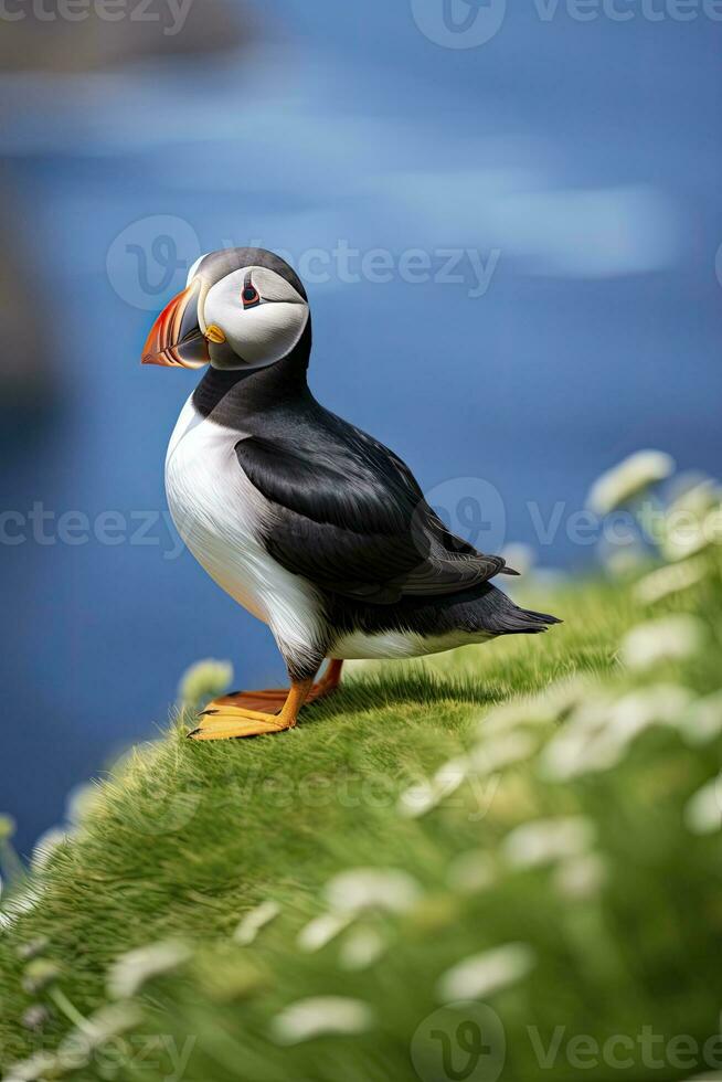 AI generated Puffin bird on a green grass patch. AI Generated photo