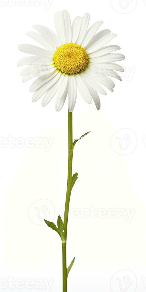 AI generated Common daisy isolated on white background. AI Generated photo