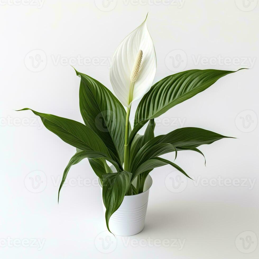 AI generated Peace Lily on a plain white background. AI Generated photo