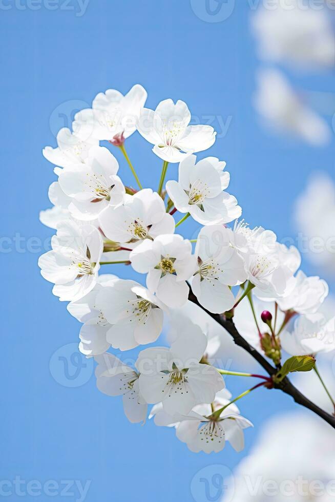 AI generated Cherry Blossom Against Clear Blue Sky.AI Generated. photo