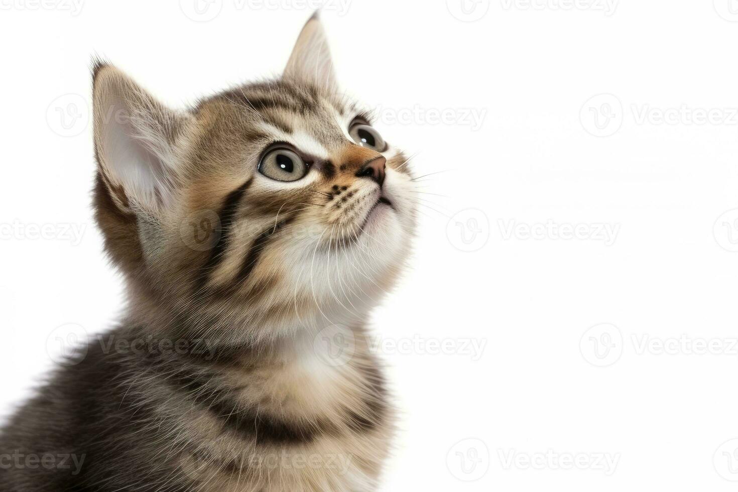 AI generated Playful funny kitten looking up isolated on a white background. AI Generated photo