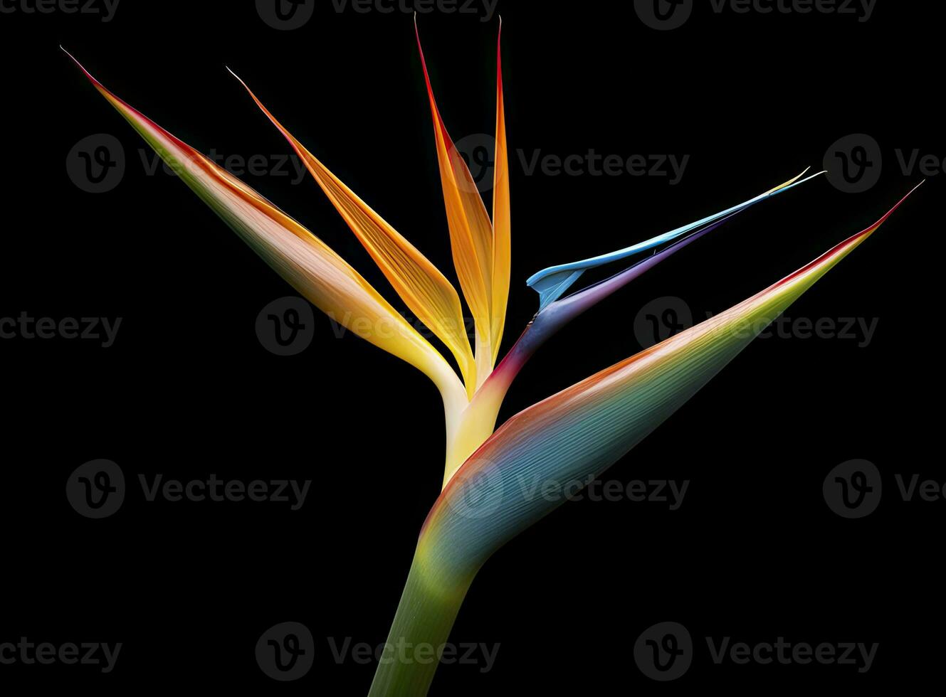 AI generated Bird of paradise flower isolated on black background. AI Generated photo