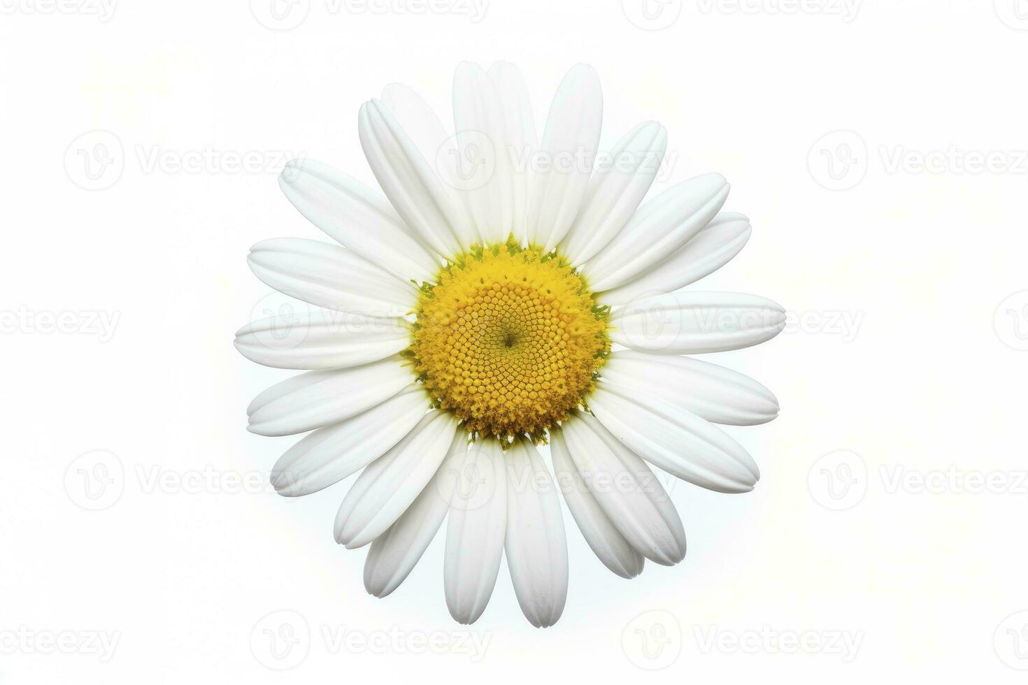 AI generated Common daisy isolated on white background. AI Generated photo