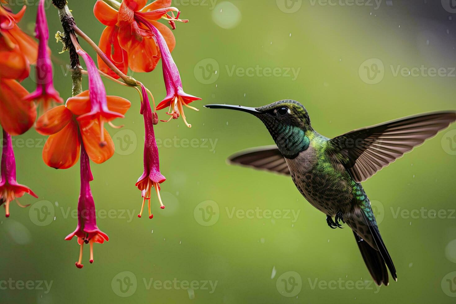 AI generated Hummingbird in Costa Rica. AI Generated. photo