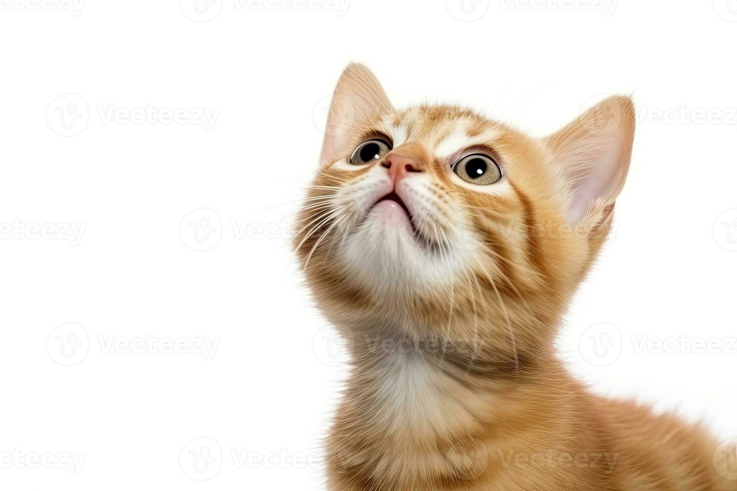 AI generated Playful funny kitten looking up isolated on a white background. AI Generated photo