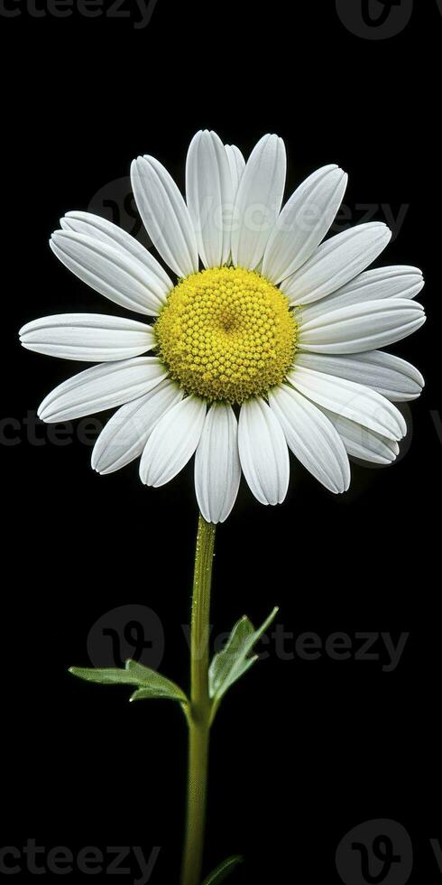 AI generated Common daisy isolated on black background. AI Generated photo