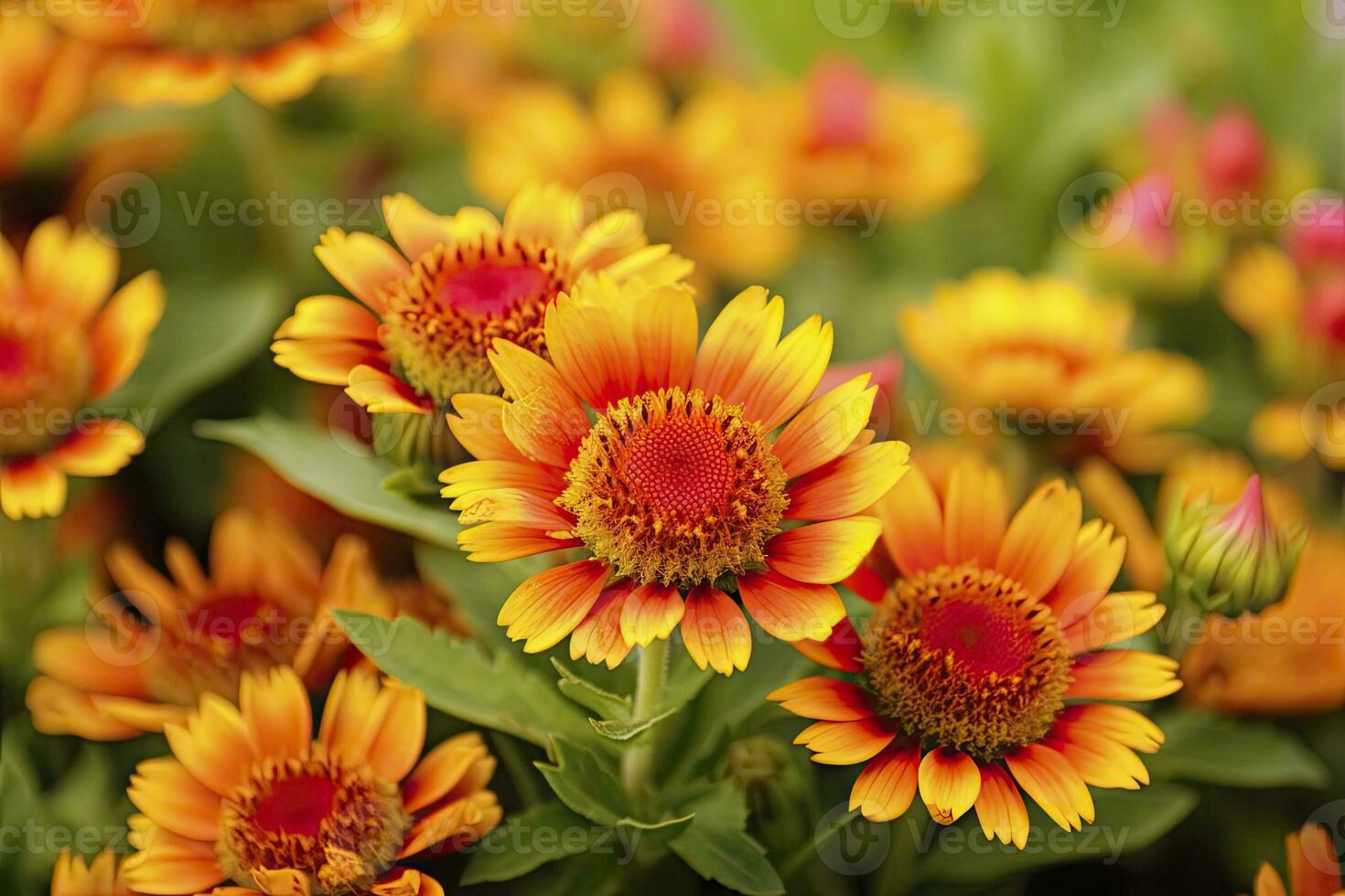 AI generated Gaillardia or Blanket Flower. Bright and Colorful Shades of Warm Tones. AI Generated photo