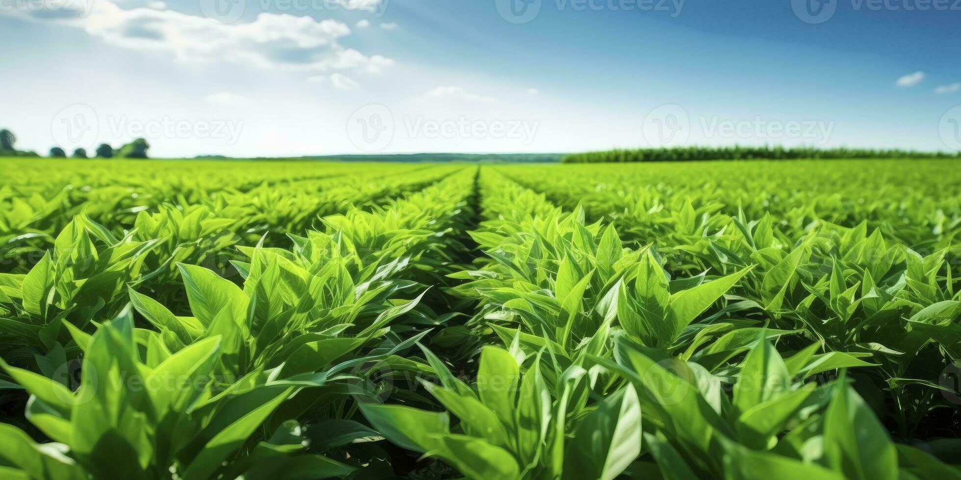 AI generated Field of vibrant green biofuel crops. AI Generated. photo