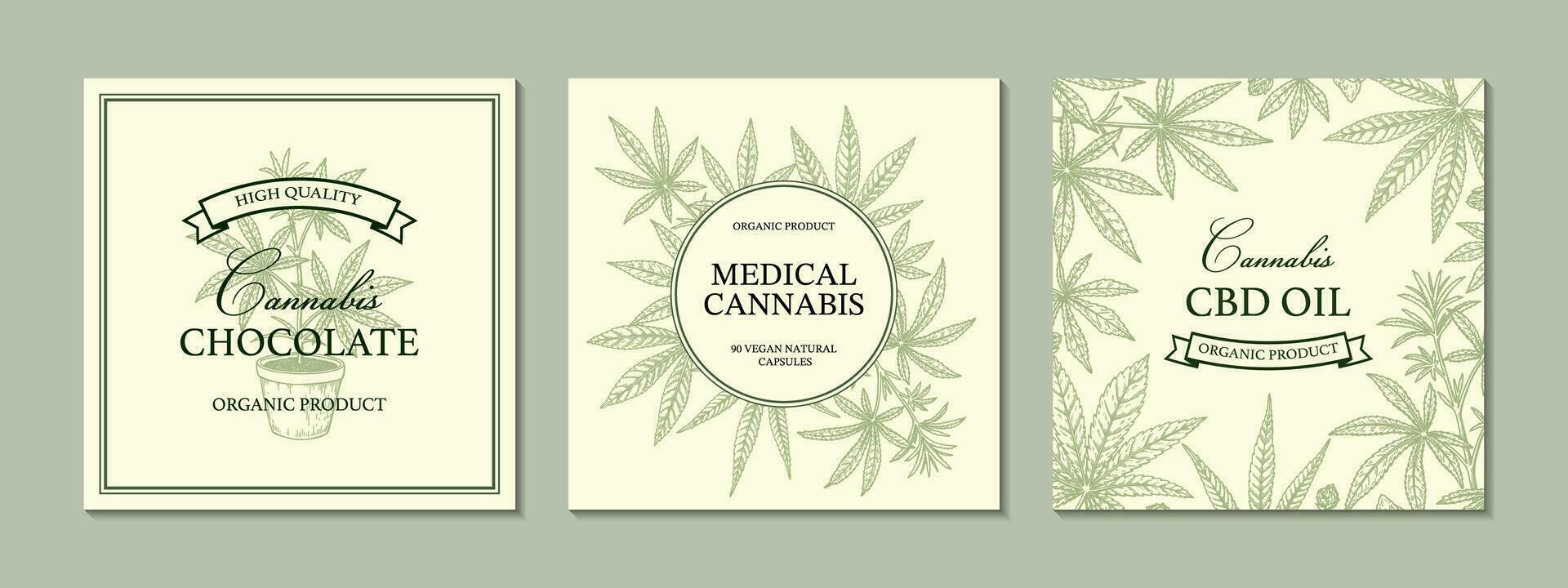 canabis cuadrado diseño para embalaje, social medios de comunicación publicaciones, Tienda decoración, marca, certificados conjunto de marijuana vector ilustración en bosquejo estilo. cáñamo grabado antecedentes