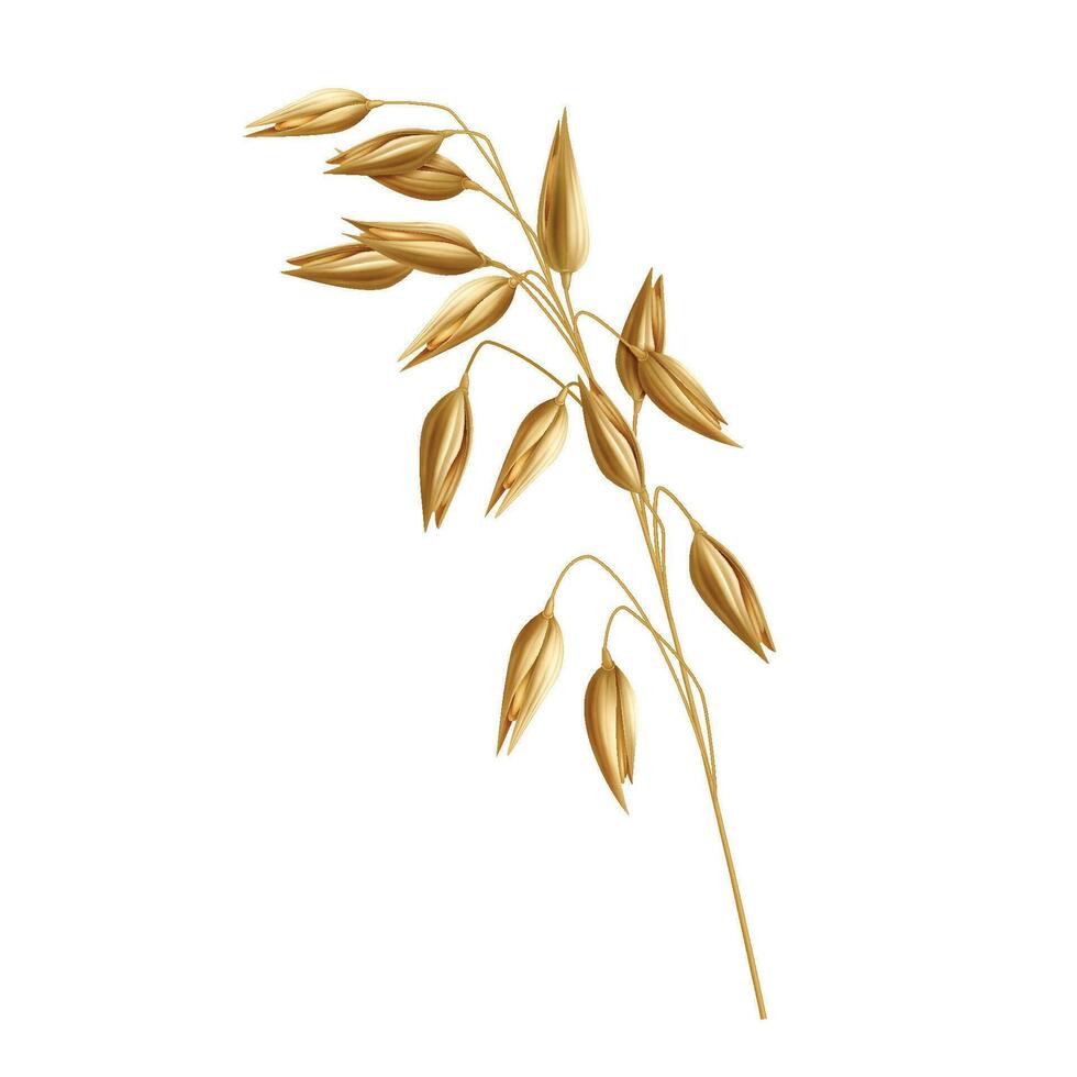 Vector cereal plants, oat spikelets, barley ears, wheat or rye with grains isolated