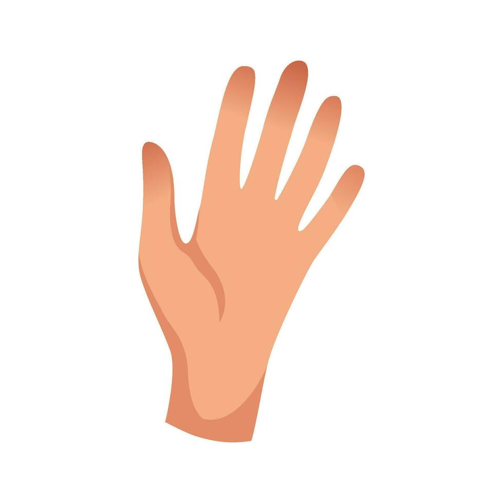 Vector human hand. the palm is like a sense organ. part of the body. the organ of touch