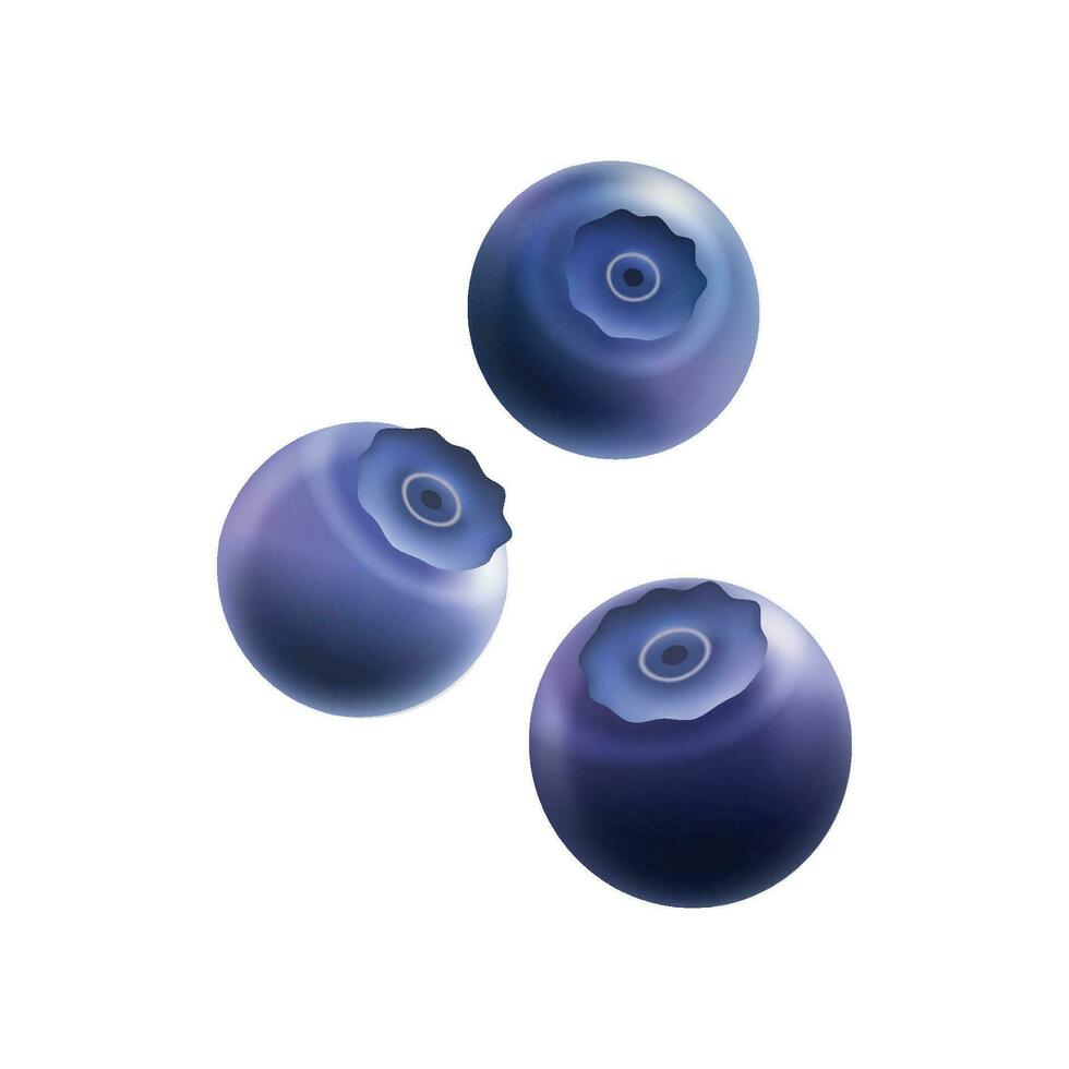 Vector Sweet blueberry with fresh mint on white background
