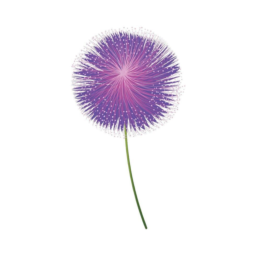 Vector purple allium flower on white background