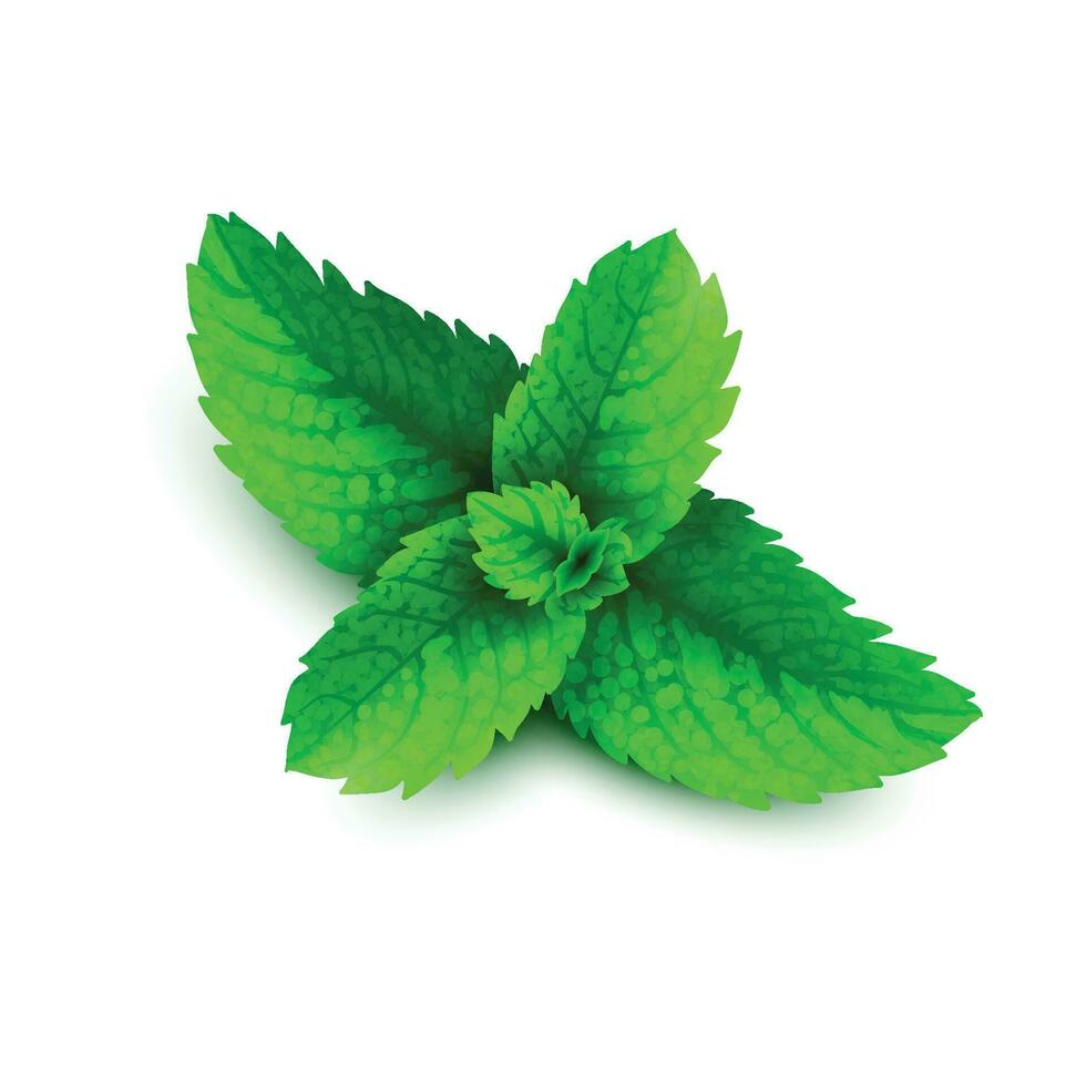 Vector mint spearmint peppermint leaf leaves set on white background