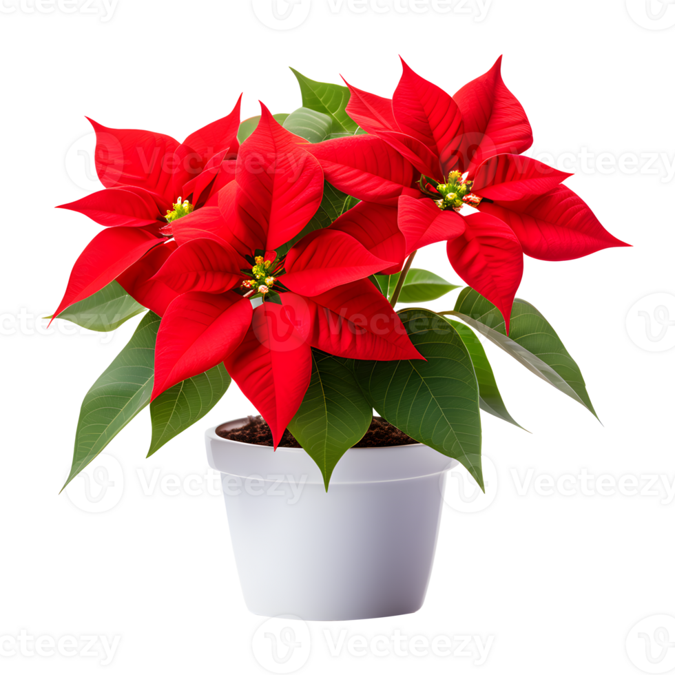 AI generated Poinsettia Flower in Pot Isolated on Transparent Background png
