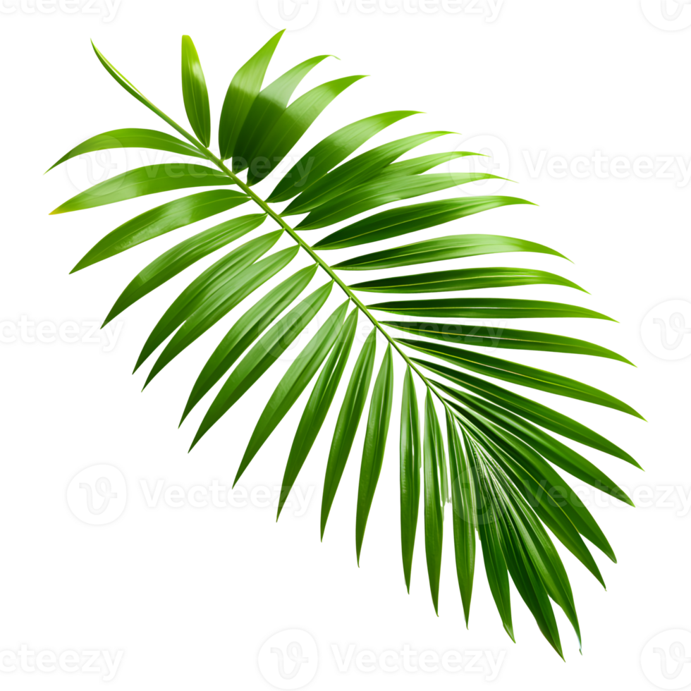 AI generated Tropical Green Palm Leaf Isolated on Transparent Background png