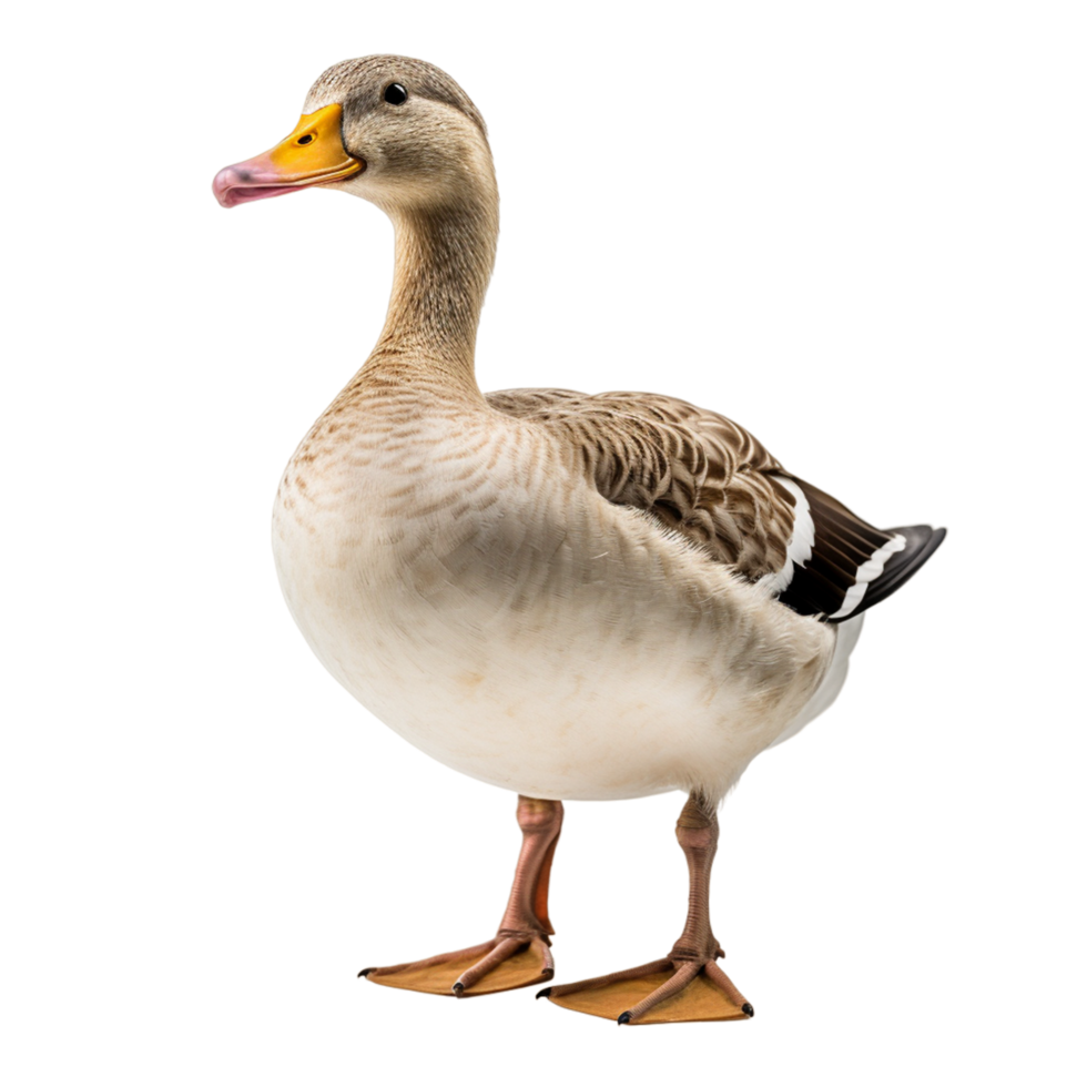 AI generated Duck Poultry Gray png
