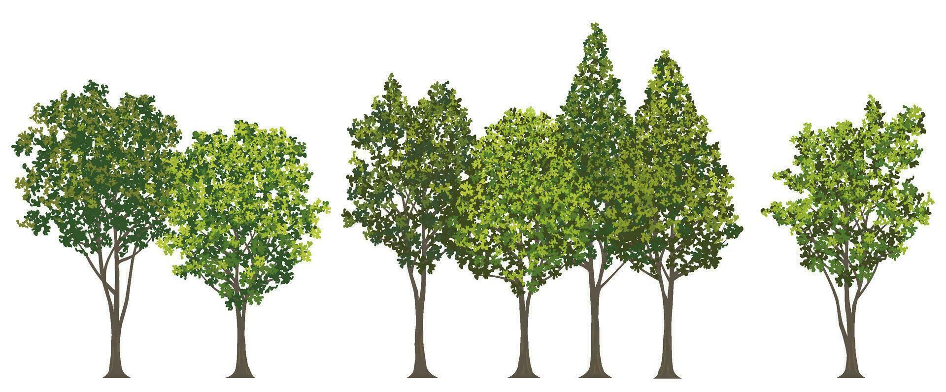 Roadside Trees Vector Illustration Isolated On A White Background.