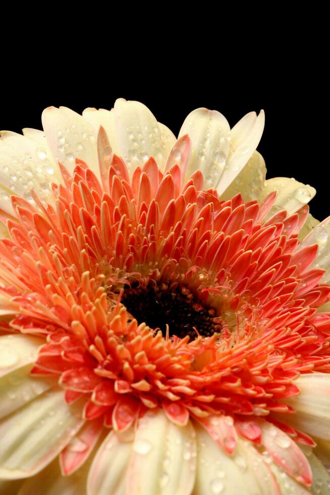 gerbera flores con hermosa colores foto