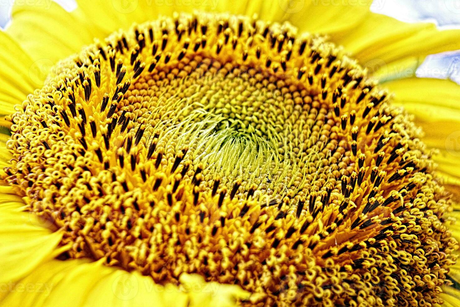 macro detail sunflower pollen essence photography photo