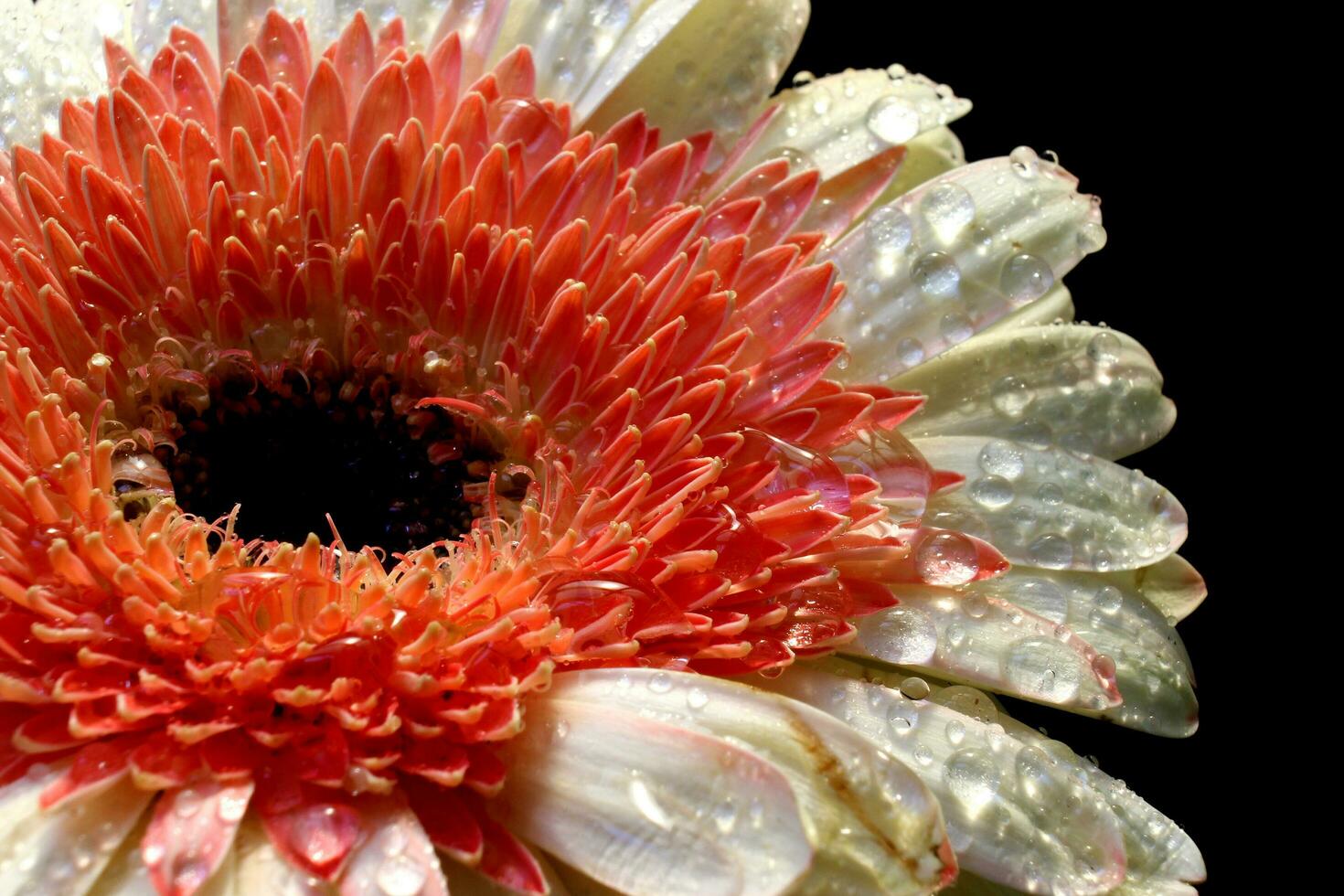 gerbera flowers with beautiful colors photo