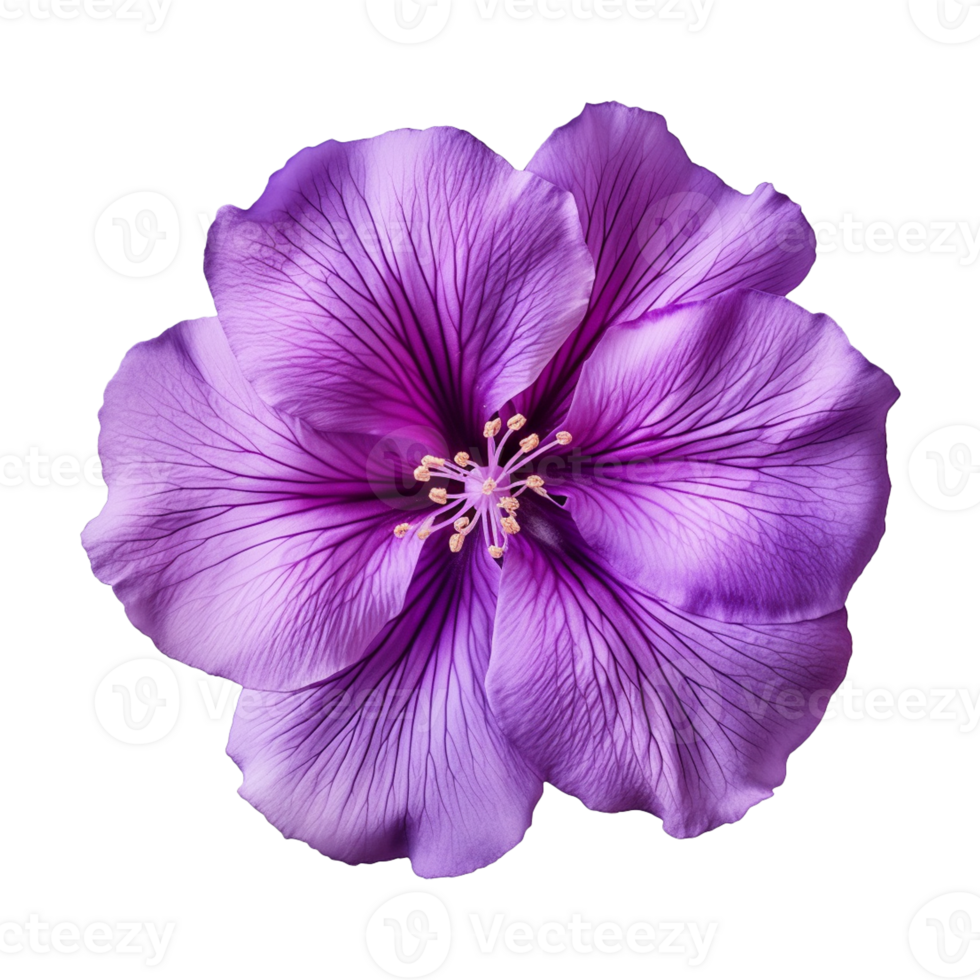 AI generated purple flower isolated on a transparent background png
