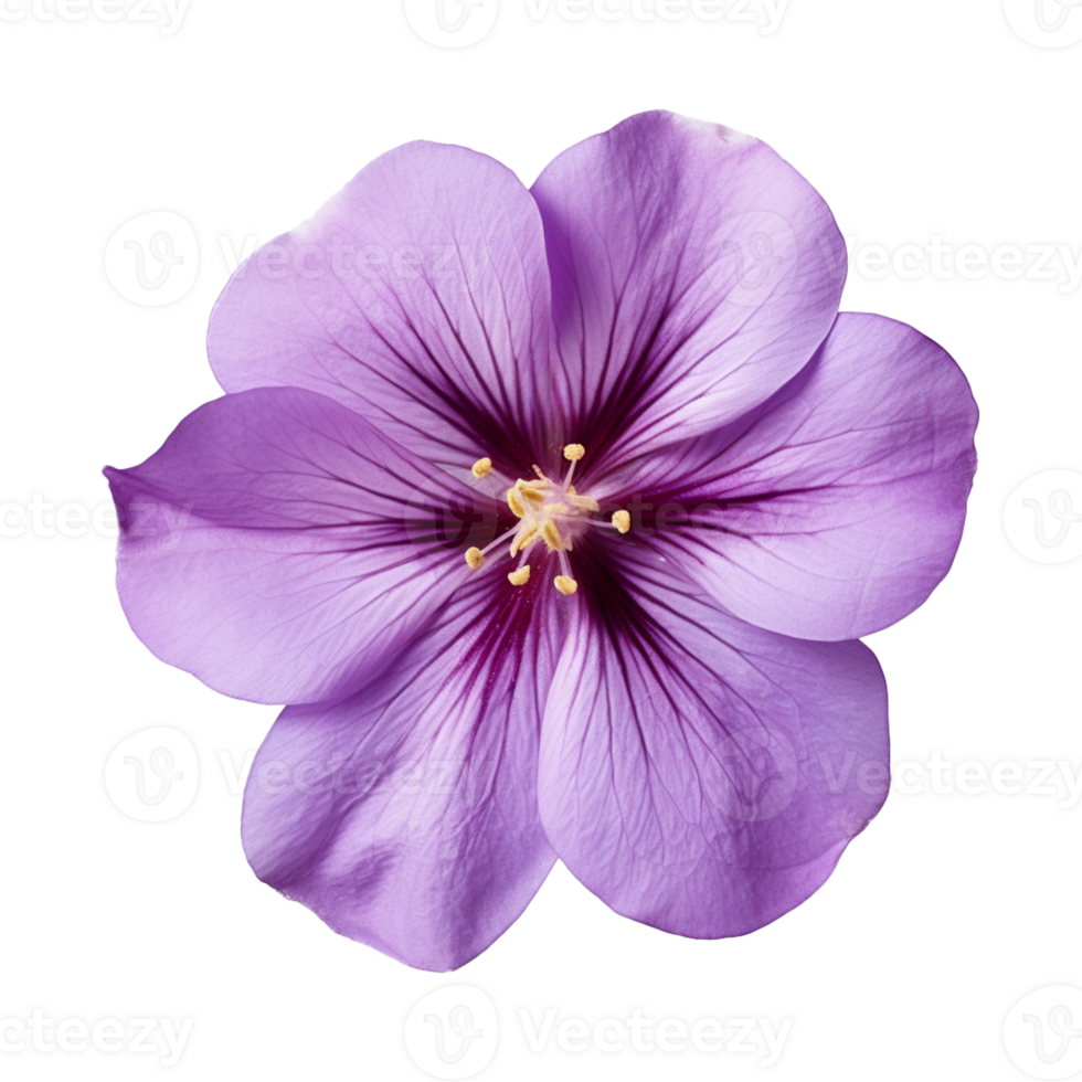 AI generated purple flower isolated on a transparent background png