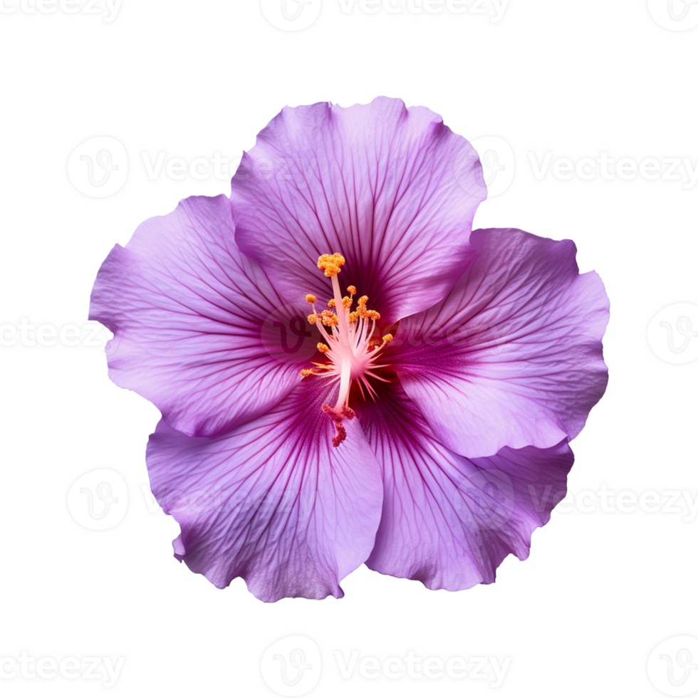 AI generated purple flower isolated on a transparent background png
