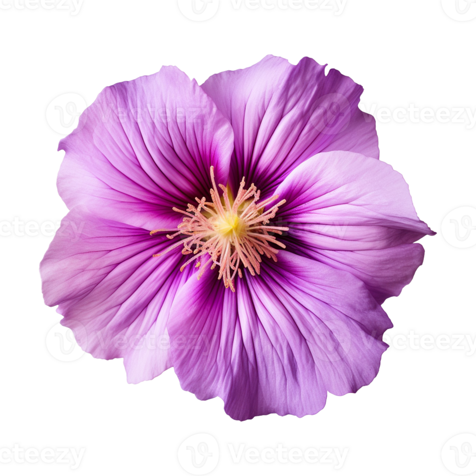 AI generated purple flower isolated on a transparent background png