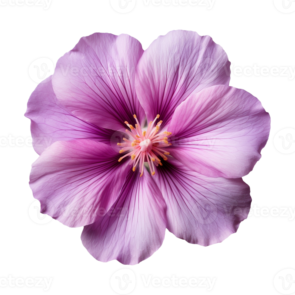 AI generated purple flower isolated on a transparent background png