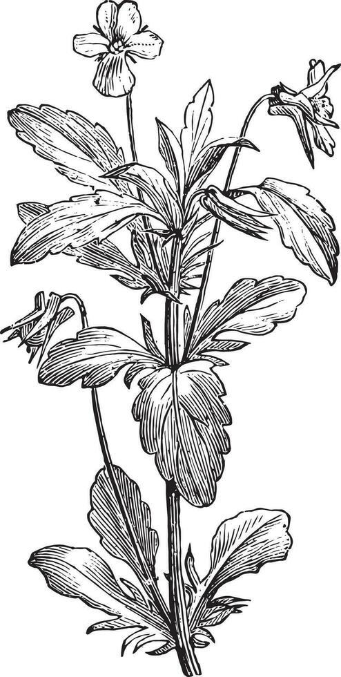 vintage engraving of flowers vector