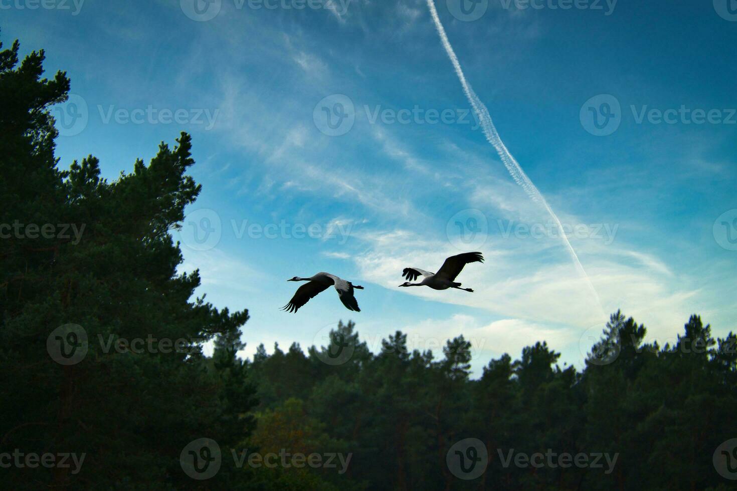 Two cranes fly over trees in a forest. Migratory birds on the Darss. Animal photo