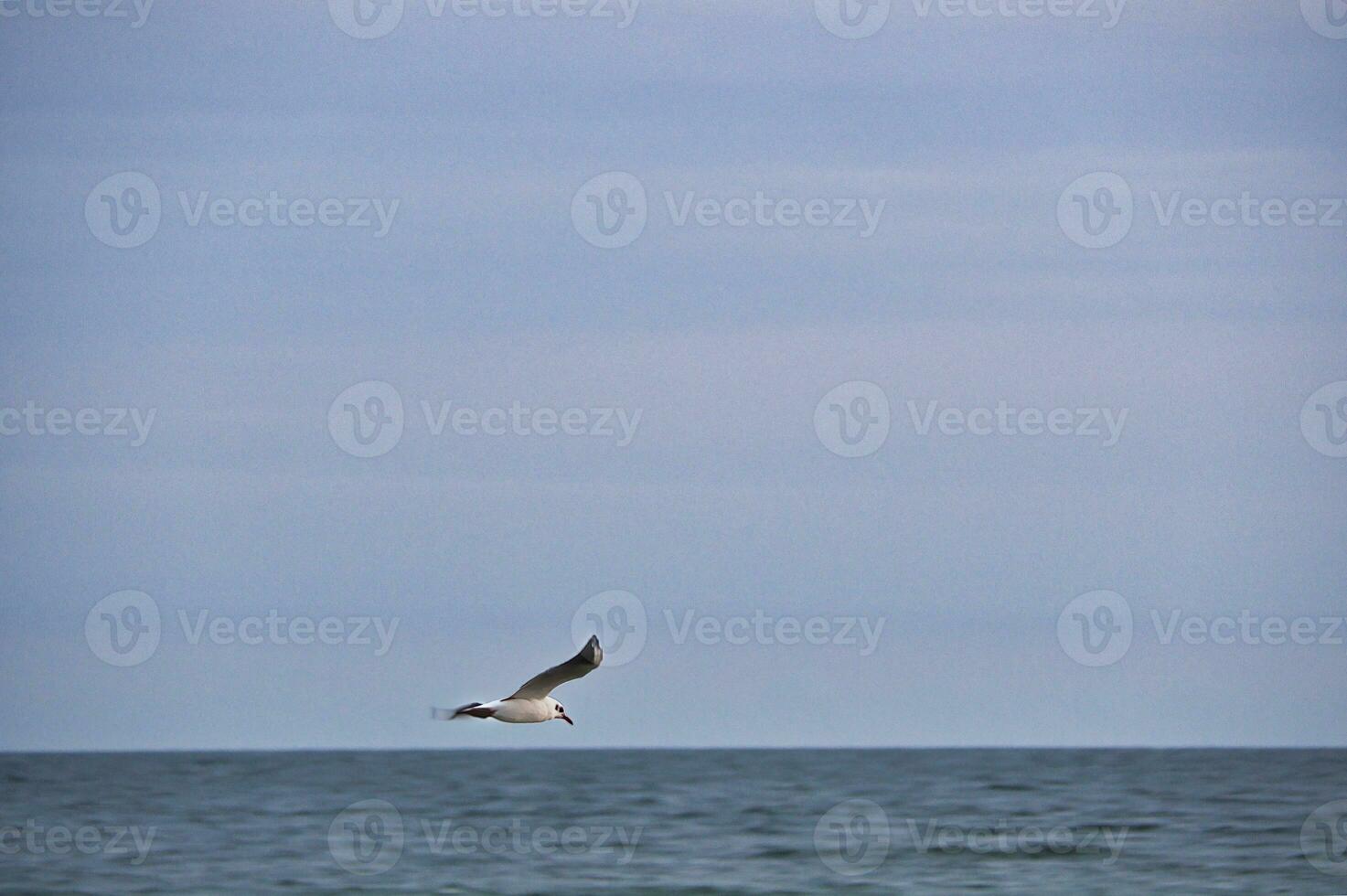 Seagull flies over the Baltic Sea on the coast in front of the beach. Animal photo