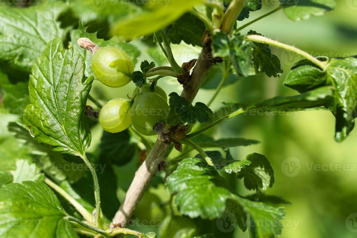 Currants on the bush. Green fruit and green leaves. Snacking in the garden. photo