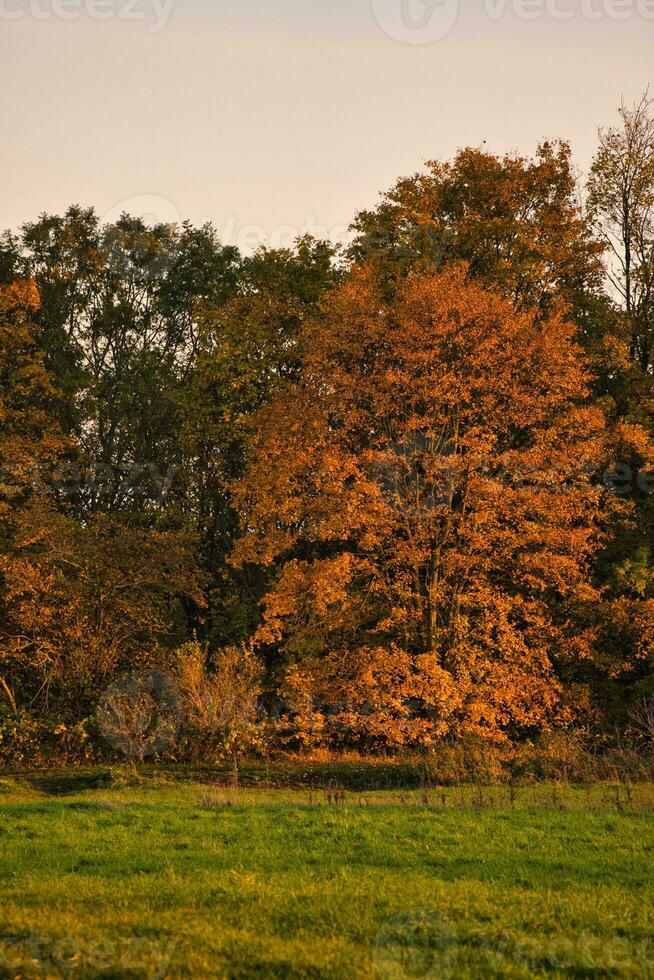 vistoso otoño hojas en el arboles otoño en el luz solar. paisaje Disparo naturaleza foto