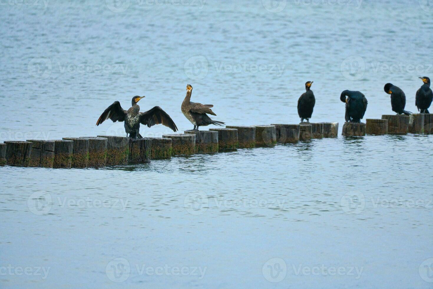 Cormorant on a groyne on the Baltic Sea. The birds dry their feathers in the sun photo