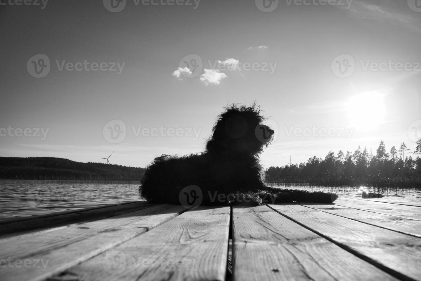 Goldendoodle dog lying on a jetty and looking at a lake in Sweden. Animal photo