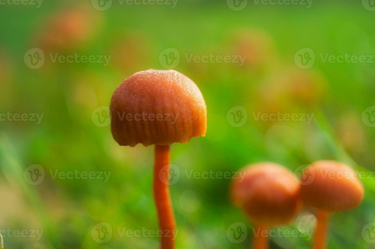 Orange filigree mushrooms in moss on forest floor. Macro view from the habitat photo