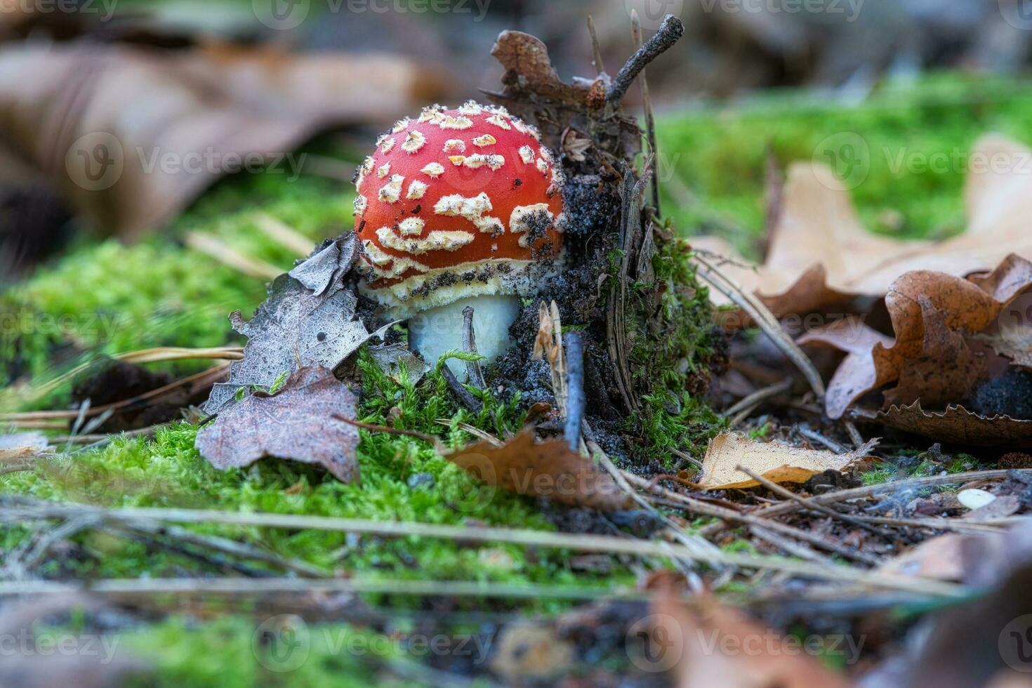 Toadstool, blurry and dreamy, in the grass in the forest. Poisonous mushroom photo