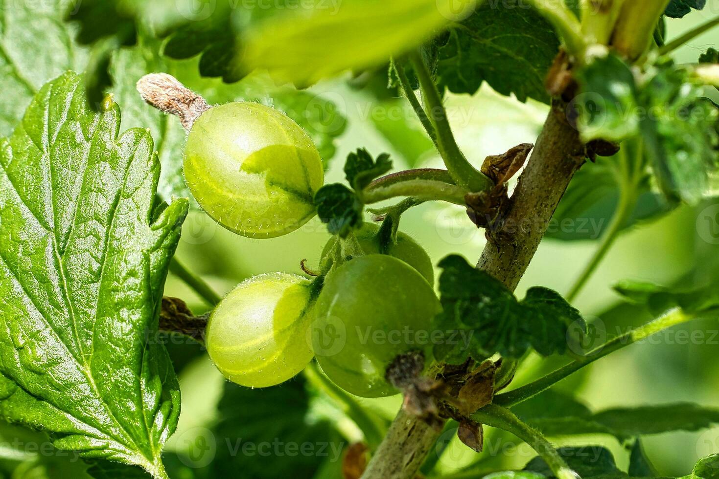 Currants on the bush. Green fruit and green leaves. Snacking in the garden. photo