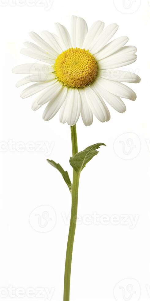 AI generated Common daisy isolated on white background. AI Generated photo