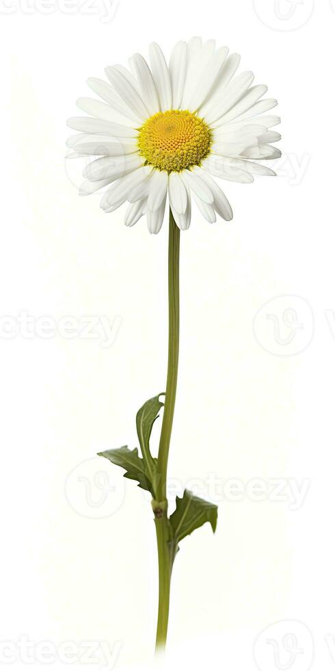 AI generated Common daisy isolated on white background. AI Generated photo