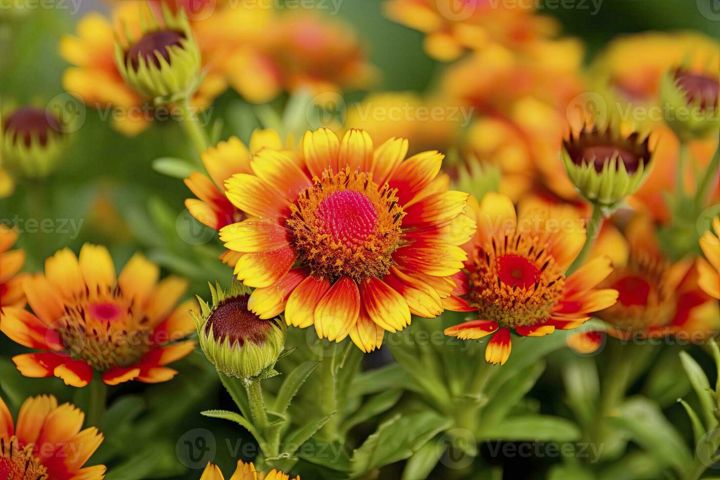 AI generated Gaillardia or Blanket Flower. Bright and Colorful Shades of Warm Tones. AI Generated photo