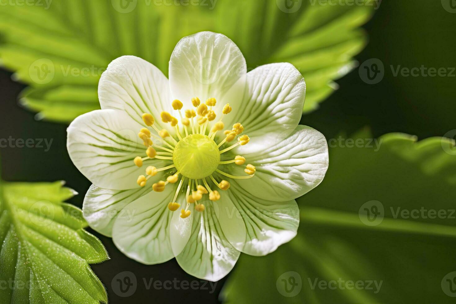 AI generated Strawberry flower. AI Generated photo